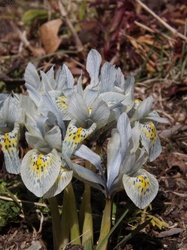 Iris histroids 'Katherine Hodgkin' photo irisKH_zps54db1d5c.jpg